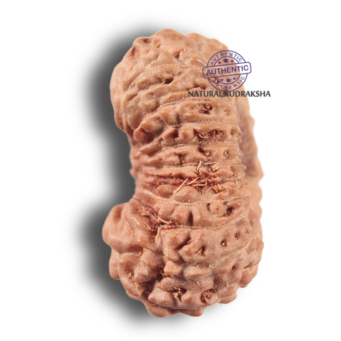 19 Mukhi Indonesian Rudraksha - Bead 138