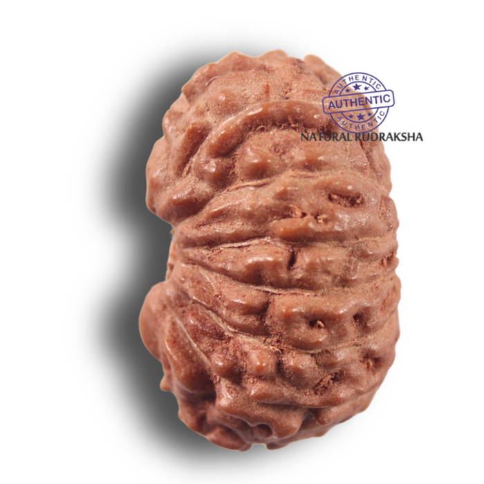 14 mukhi Indonesian Rudraksha -  Bead No. 445
