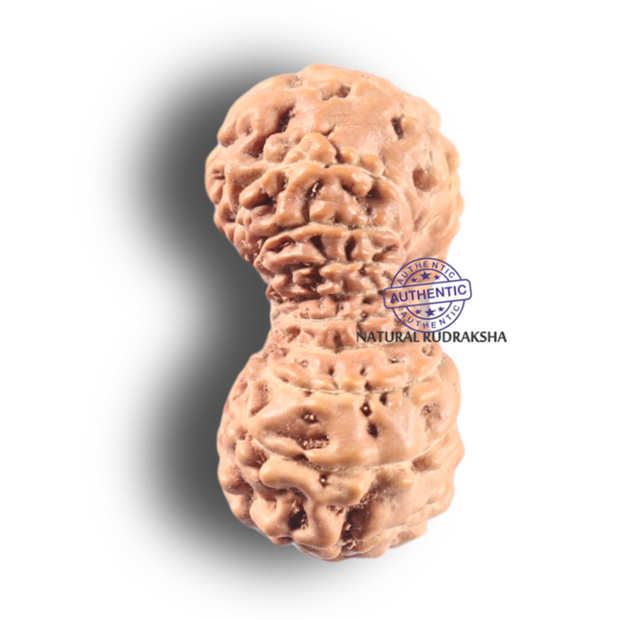 19 Mukhi Indonesian Rudraksha - Bead 88