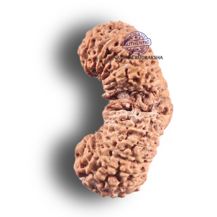 Twenty seven Mukhi Gaurishankar Rudraksha from Indonesia - Bead No. D