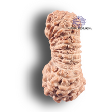 Load image into Gallery viewer, 25 Mukhi Rudraksha from Indonesia

