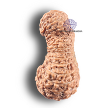 Load image into Gallery viewer, 26 Mukhi Gaurishankar Rudraksha from Indonesia
