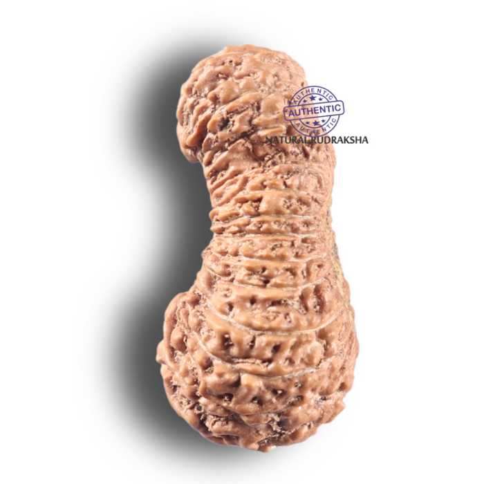 26 Mukhi Gaurishankar Rudraksha from Indonesia