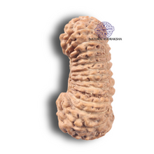 Load image into Gallery viewer, 26 Mukhi Rudraksha from Indonesia
