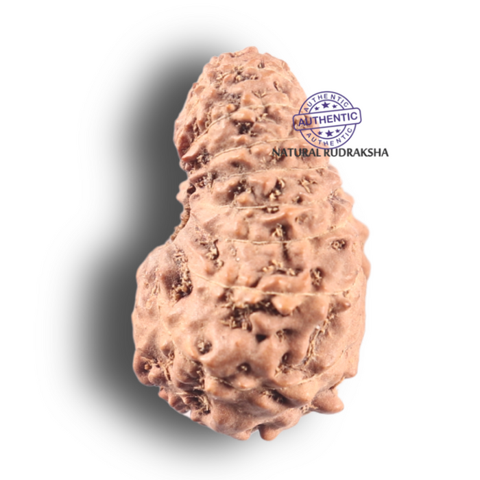 19 Mukhi Indonesian Rudraksha - Bead 43