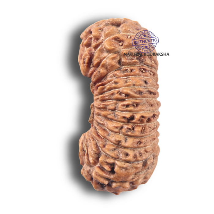 26 Mukhi Rudraksha from Indonesia