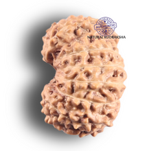 Load image into Gallery viewer, 14 mukhi Indonesian Rudraksha -  Bead No. 433
