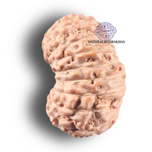 Load image into Gallery viewer, 19 Mukhi Indonesian Rudraksha - Bead 123
