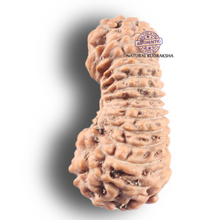 Load image into Gallery viewer, 25 Mukhi Rudraksha from Indonesia
