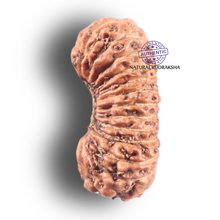 Load image into Gallery viewer, 27 Mukh Rudraksha from Indonesia - Bead No. R
