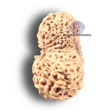 Load image into Gallery viewer, 19 Mukhi Indonesian Rudraksha - Bead 98

