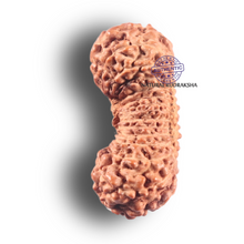 Load image into Gallery viewer, 27 Mukh Rudraksha from Indonesia - Bead No. Q
