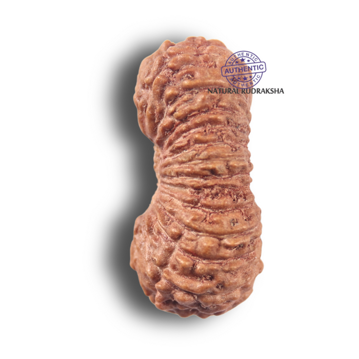 25 Mukhi Rudraksha from Indonesia