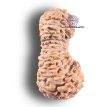 Load image into Gallery viewer, 25 Mukhi Rudraksha from Indonesia
