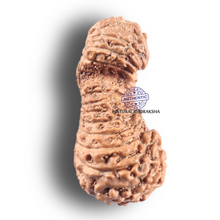 Load image into Gallery viewer, 26 Mukhi Gaurishankar Rudraksha from Indonesia
