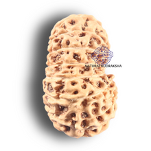 Load image into Gallery viewer, 19 Mukhi Indonesian Rudraksha - Bead 98
