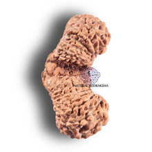 Load image into Gallery viewer, Twenty seven Mukhi Gaurishankar Rudraksha from Indonesia - Bead No. D
