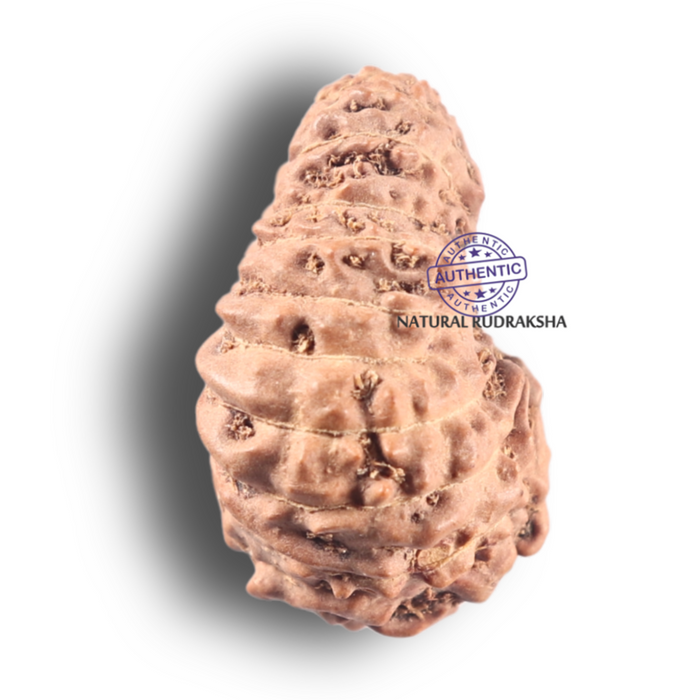 19 Mukhi Indonesian Rudraksha - Bead 43