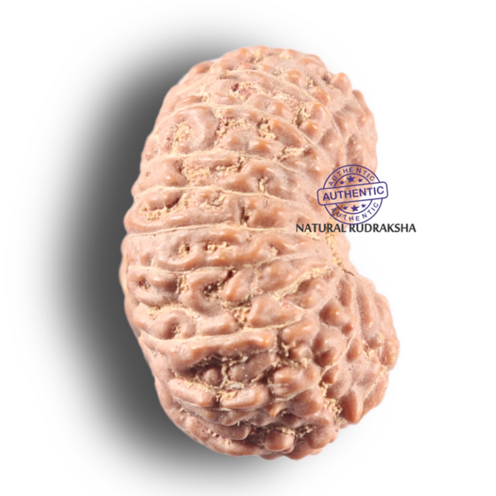 19 Mukhi Indonesian Rudraksha - Bead 123