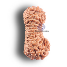 Load image into Gallery viewer, 25 Mukhi Rudraksha from Indonesia
