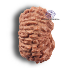Load image into Gallery viewer, 14 mukhi Indonesian Rudraksha -  Bead No. 445
