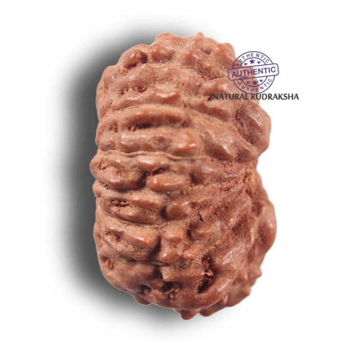 14 mukhi Indonesian Rudraksha -  Bead No. 445