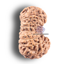 Load image into Gallery viewer, 19 Mukhi Indonesian Rudraksha - Bead 126
