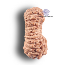 Load image into Gallery viewer, 25 Mukhi Rudraksha from Indonesia
