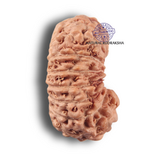 Load image into Gallery viewer, 19 Mukhi Indonesian Rudraksha - Bead 138
