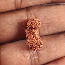 Load image into Gallery viewer, 27 Mukh Rudraksha from Indonesia - Bead No. Q
