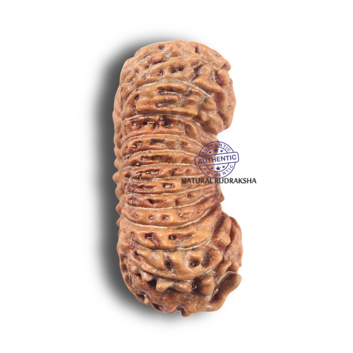 26 Mukhi Rudraksha from Indonesia
