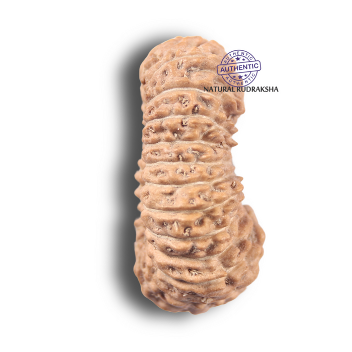 26 Mukhi Rudraksha from Indonesia