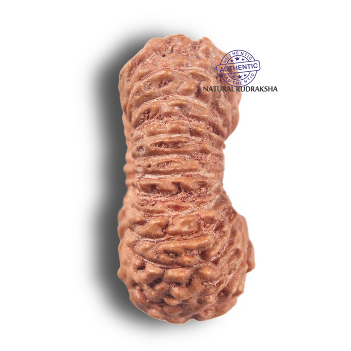 25 Mukhi Rudraksha from Indonesia