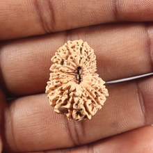 Load image into Gallery viewer, 19 Mukhi Indonesian Rudraksha - Bead 98
