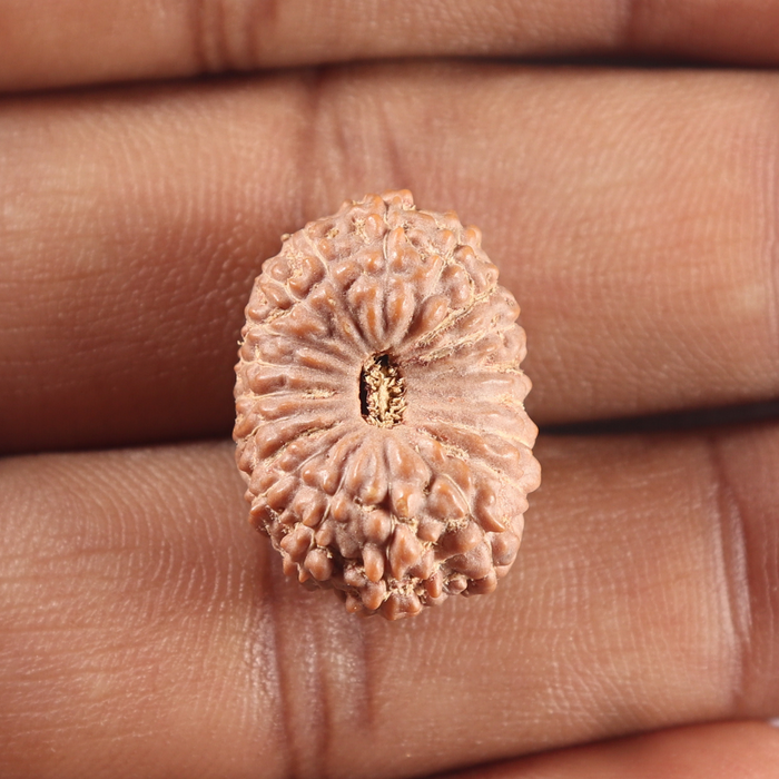 19 Mukhi Indonesian Rudraksha - Bead 123