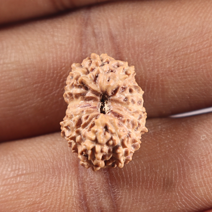 14 mukhi Indonesian Rudraksha -  Bead No. 433