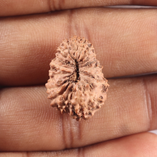 Load image into Gallery viewer, 19 Mukhi Indonesian Rudraksha - Bead 43
