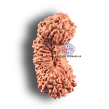 Load image into Gallery viewer, 27 Mukh Rudraksha from Indonesia - Bead No. Q
