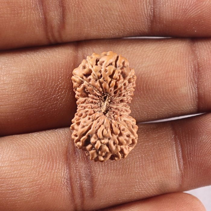 19 Mukhi Indonesian Rudraksha - Bead 88
