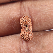 Load image into Gallery viewer, 27 Mukh Rudraksha from Indonesia - Bead No. R
