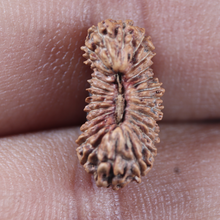 Load image into Gallery viewer, 26 Mukhi Rudraksha from Indonesia
