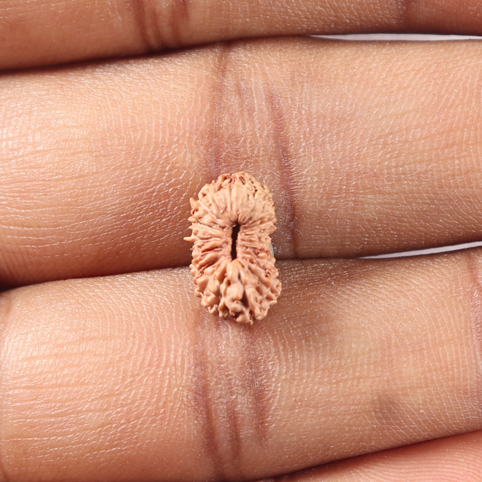 19 Mukhi Indonesian Rudraksha - Bead 138