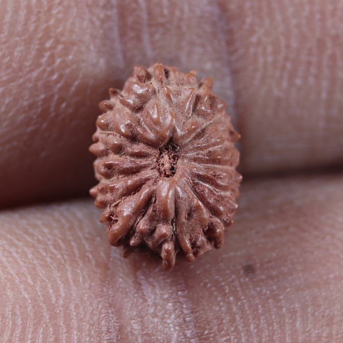 14 mukhi Indonesian Rudraksha -  Bead No. 445
