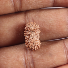 Load image into Gallery viewer, 25 Mukhi Rudraksha from Indonesia
