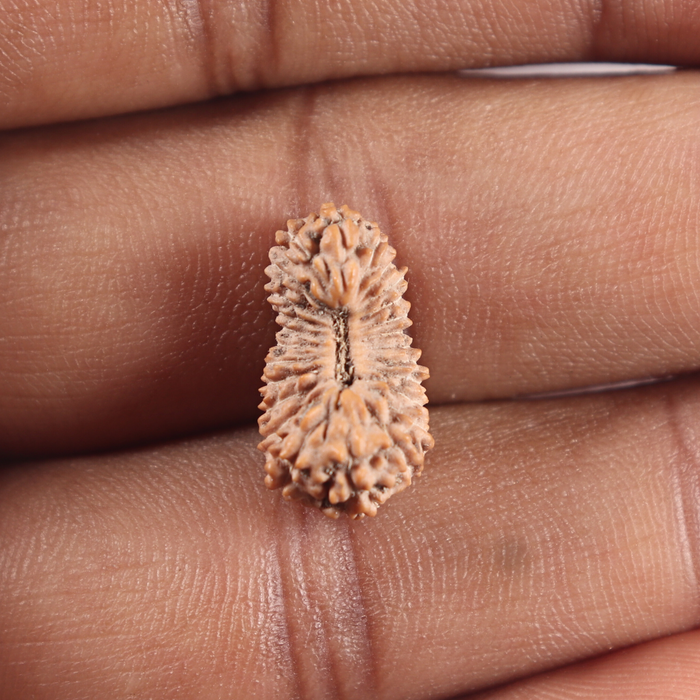 25 Mukhi Rudraksha from Indonesia