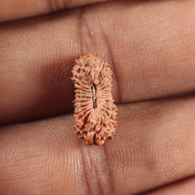 Load image into Gallery viewer, 25 Mukhi Rudraksha from Indonesia
