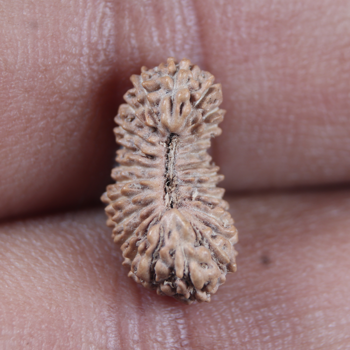 26 Mukhi Rudraksha from Indonesia