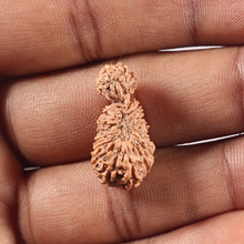 Load image into Gallery viewer, 26 Mukhi Gaurishankar Rudraksha from Indonesia
