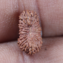 Load image into Gallery viewer, 25 Mukhi Rudraksha from Indonesia

