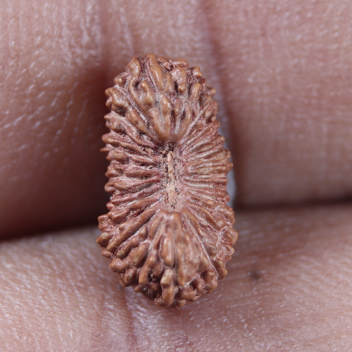 25 Mukhi Rudraksha from Indonesia
